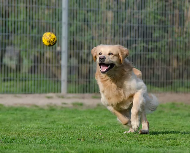 Golden retriever jako pies sportowy