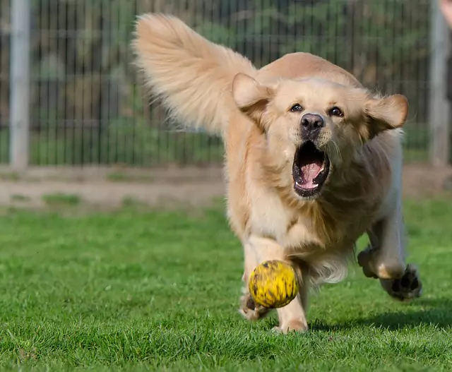 Golden retriever jako pies sportowy,2